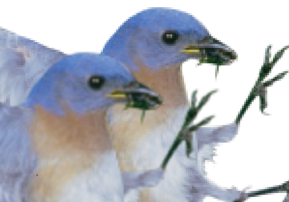 手前の鳥が拡大した画像で、奥の鳥が拡大前の画像です。